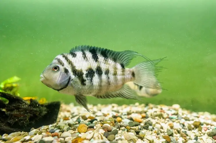 Convict cichlid