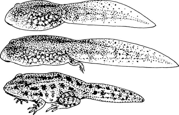 Development of a Tadpole