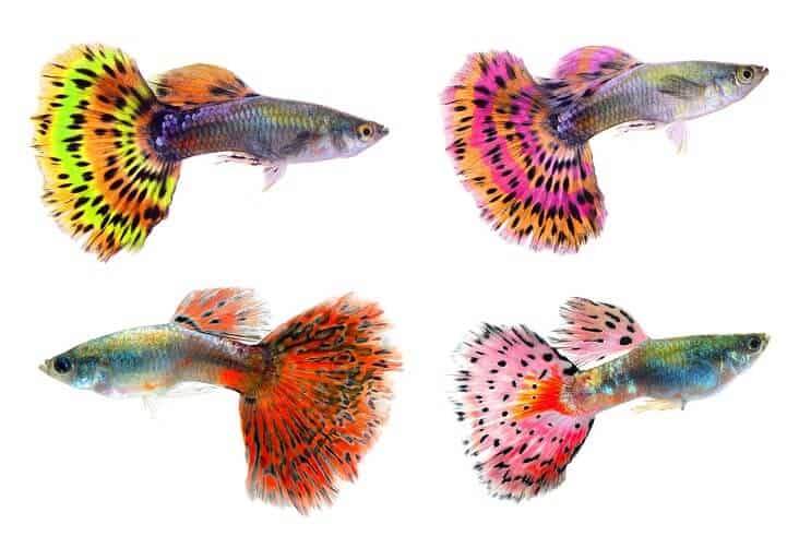 Four colorfully patterned guppies