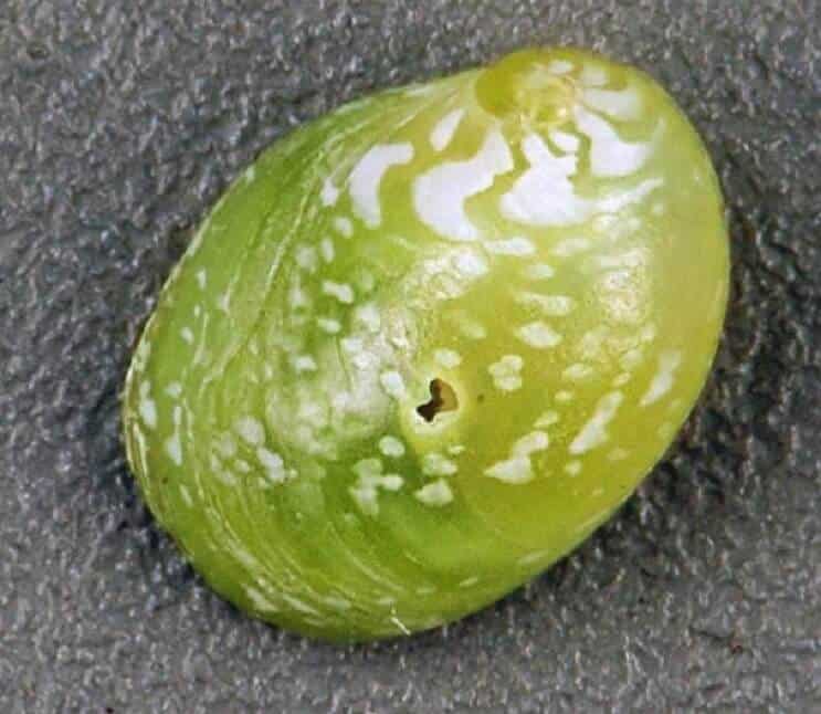 shell of an emerald nerite snail