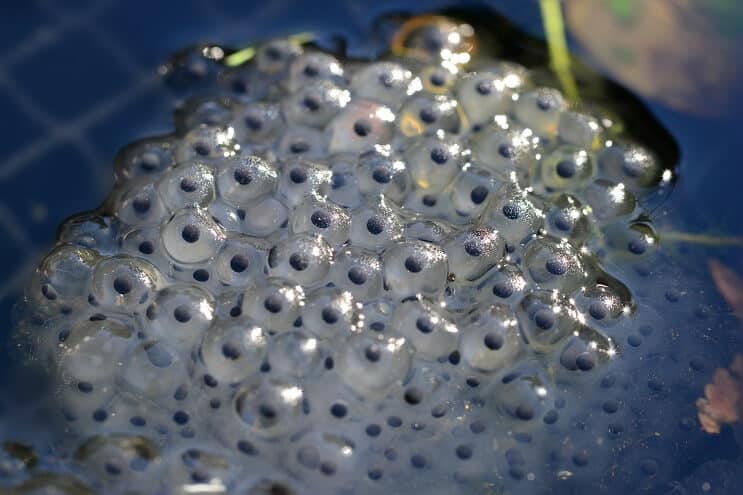 Frog Spawn