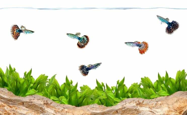 Colorful guppies in a planted aquarium