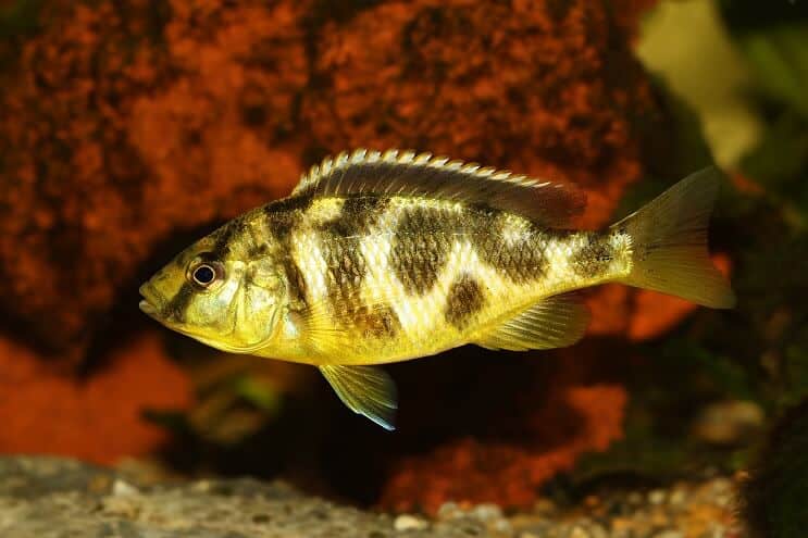 Haplochromis