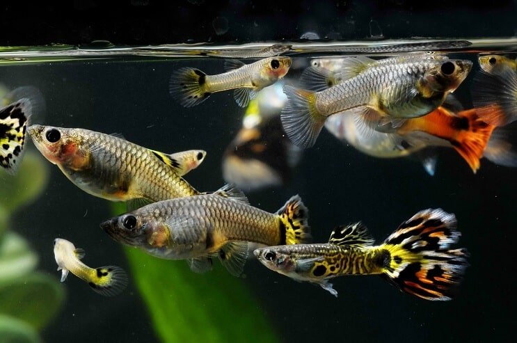 A school of guppies and their fry after breeding