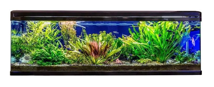 Ideale habitat en aquariumomstandigheden