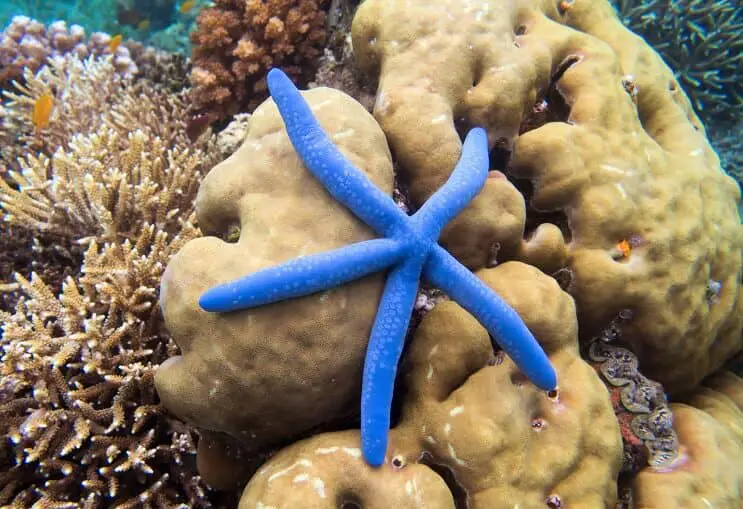 Linckia laevigata Sea Star