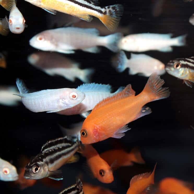 A mixed school of African cichlid species