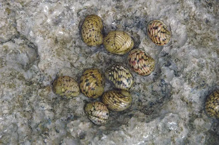 a group of nerite snails in shallow water