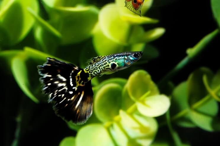 A patterned guppy swimming among aquarium plants