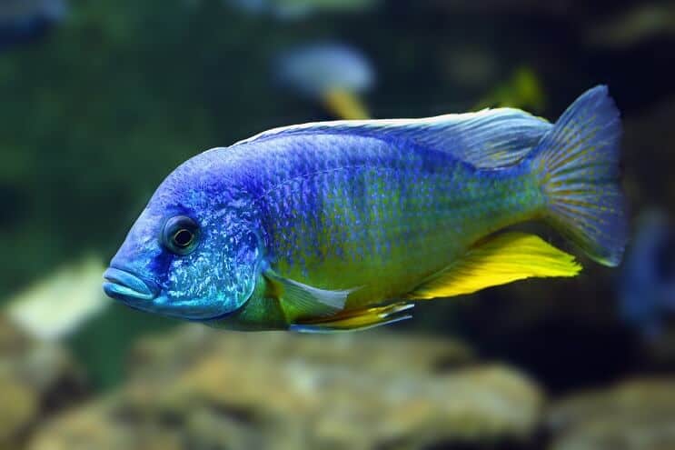 Peacock Cichlid