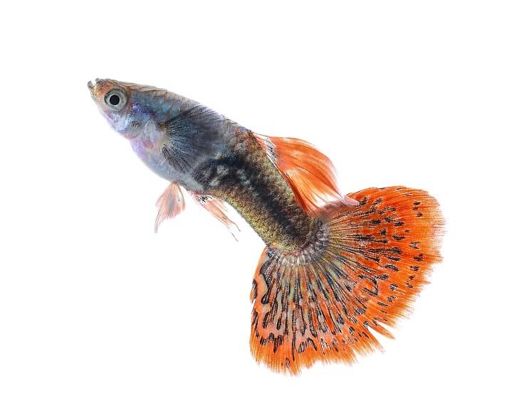 A beautiful orange and purple guppy fish