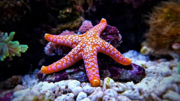 Étoile de mer dans l'aquarium