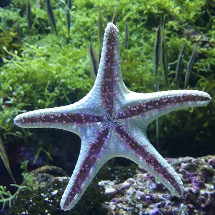 Pieds de tube étoile de mer