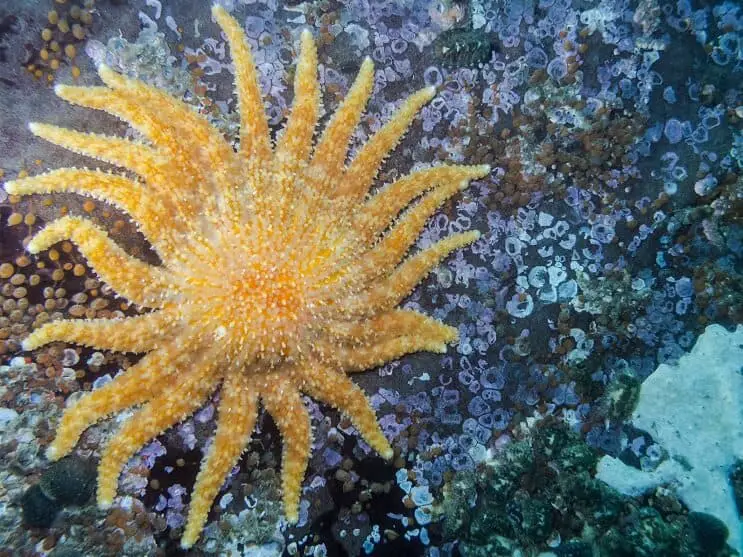 Étoile de mer de tournesol (Pycnopodia helianthoides)