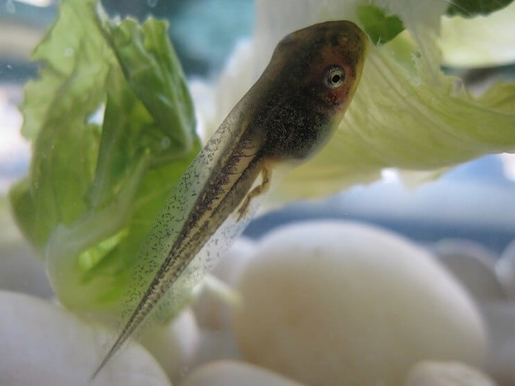 Tadpole in an Aquarium