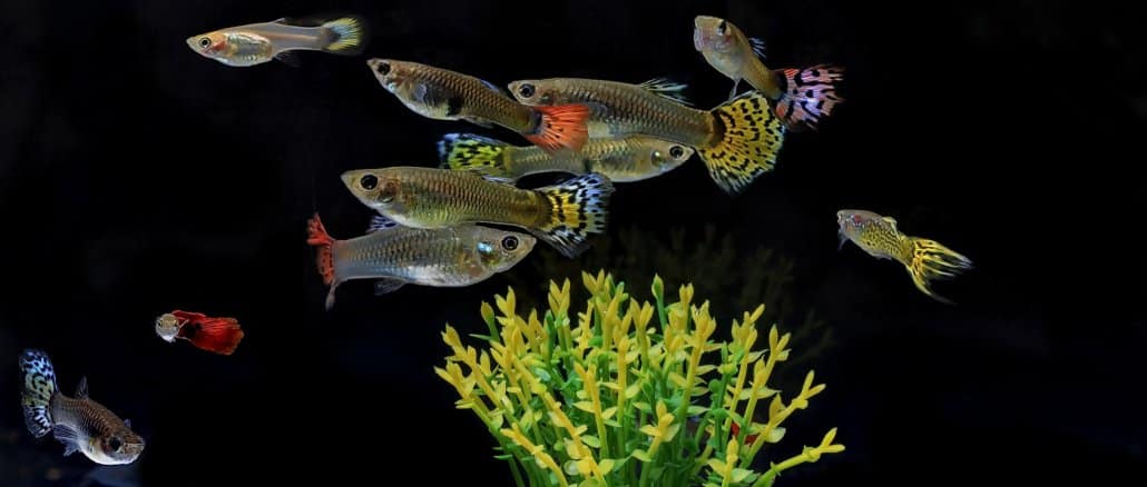 Guppy care, breeding, tank requirements, tank mates, and diet