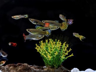 Guppy care, breeding, tank requirements, tank mates, and diet