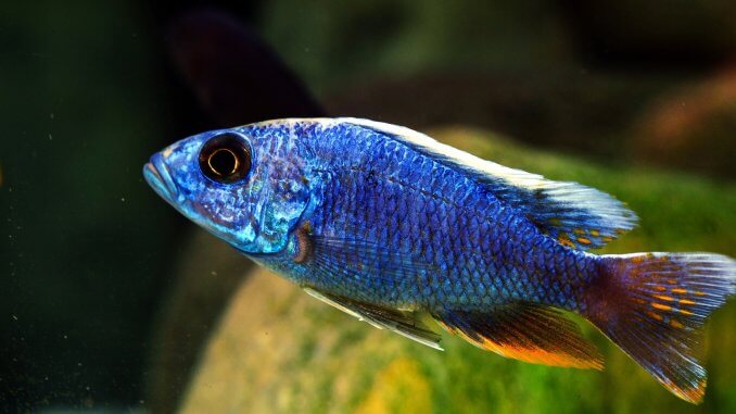 The Ultimate African Cichlid Guide Types, Tanks, Care and More Banner