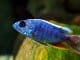 The Ultimate African Cichlid Guide Types, Tanks, Care and More Banner