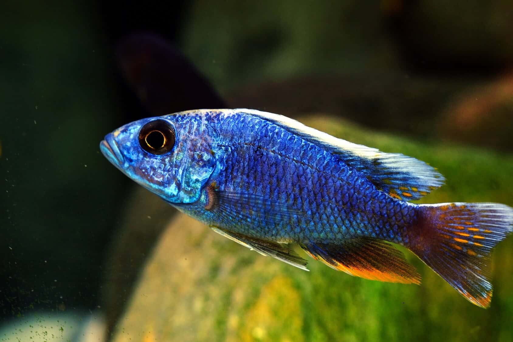 beautiful cichlid fish