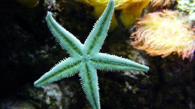 What do Starfish Eat Starfish Diet 101 Banner