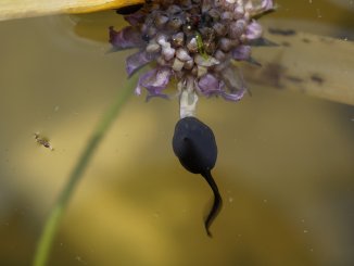 What do Tadpoles Eat In the Wild and as Pets Banner