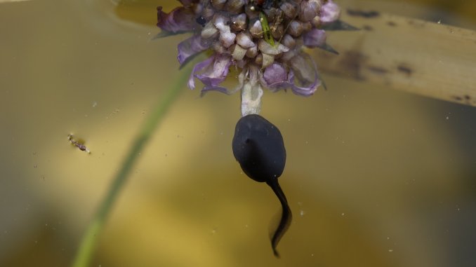 What do Tadpoles Eat In the Wild and as Pets Banner