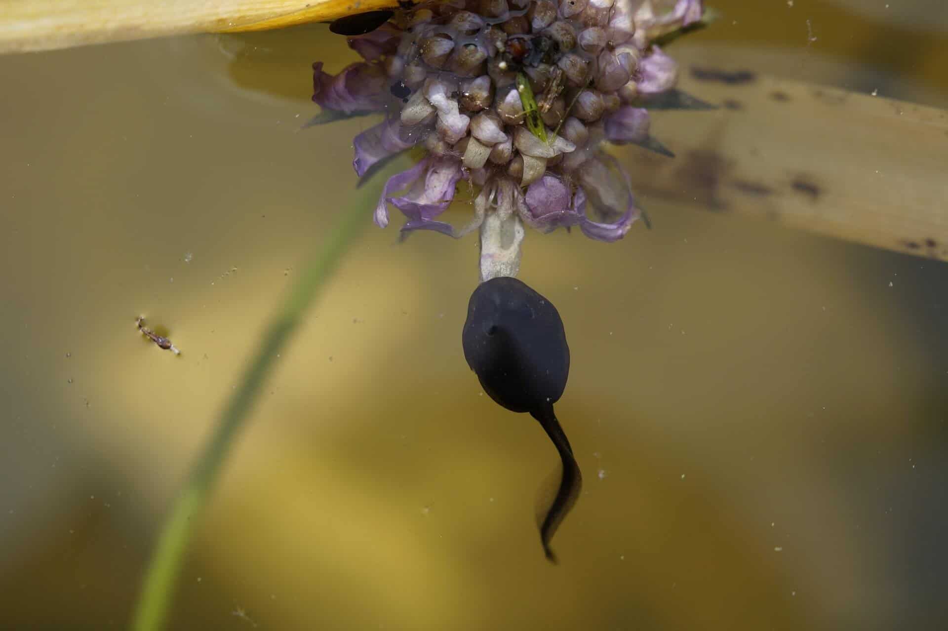 What do Tadpoles Eat: In the Wild and as Pets