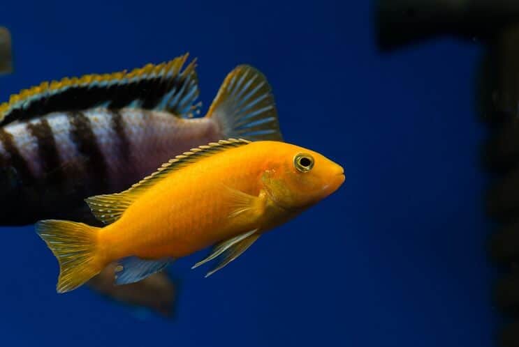 A yellow African cichlid swimming with a tank mate in a planted tank