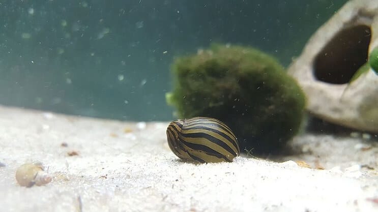 zebra nerite snail on the substrate