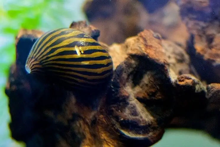 zebra nerite snail climbing a rock