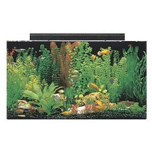 50 Gallon Tank Ideal for a Large Paludarium