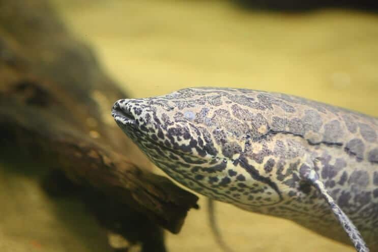 African Lungfish