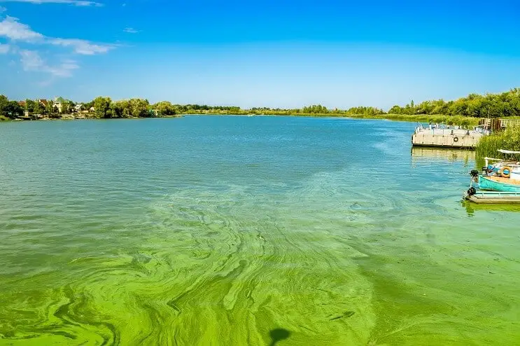 Algae bloom in river