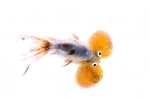 cold water snails for goldfish aquarium cold water snails for goldfish aquarium