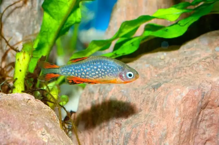 Celestial pearl danio appearance