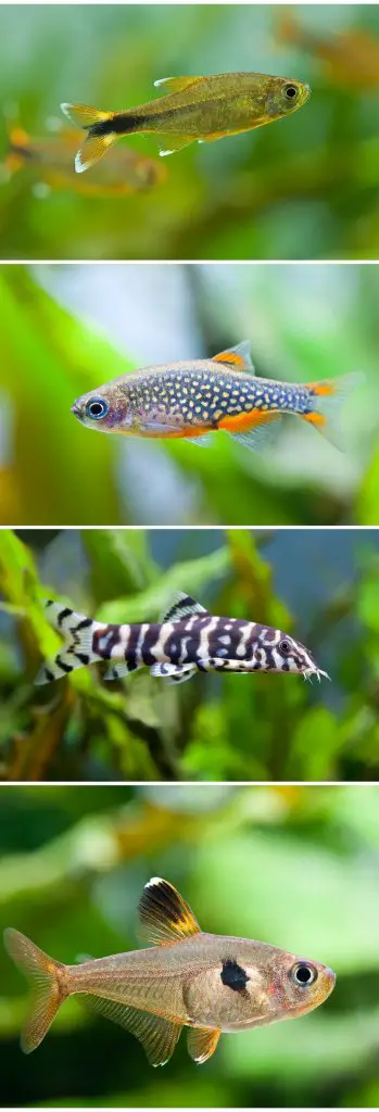 Galaxy rasbora care outlet