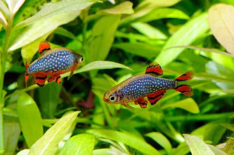 Celestial pearl danio care