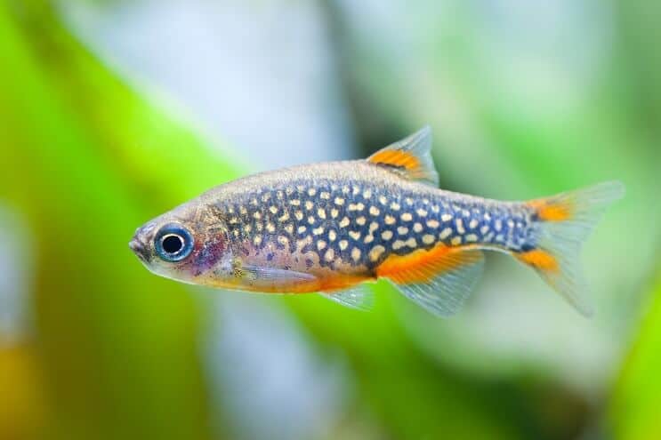 Celestial pearl danio overview