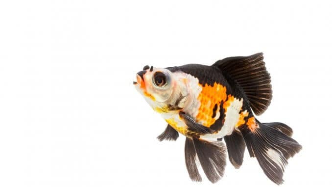 Fancy Goldfish Types, Tank, Care Guide and Much More...