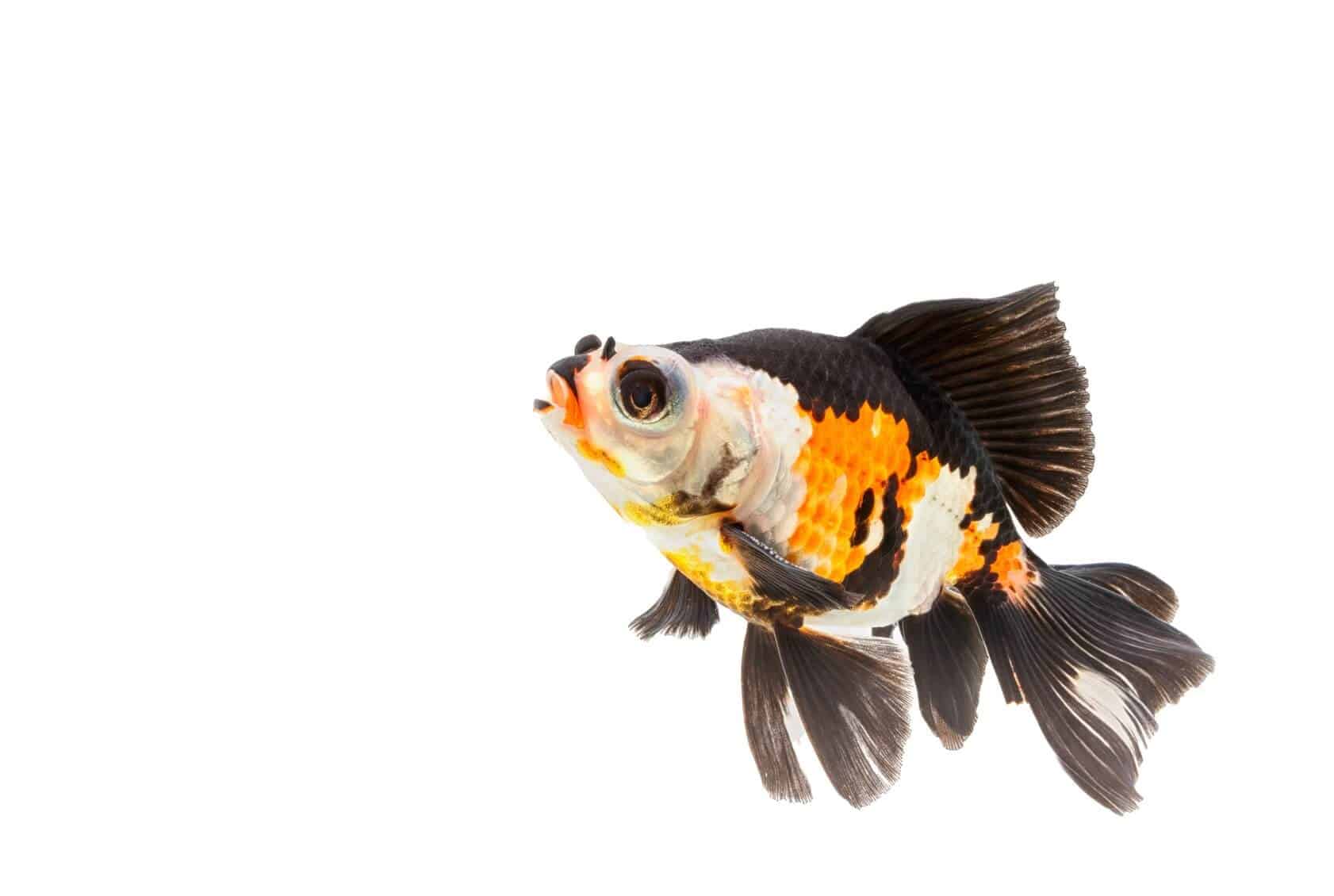 Fancy Goldfish Types, Tank, Care Guide and Much More