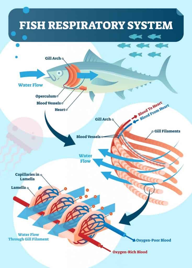 Fish respiratory system