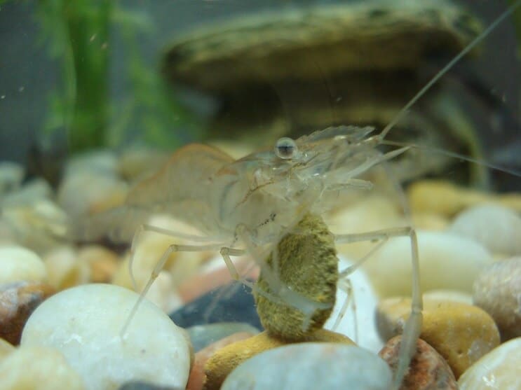 Ghost shrimp resting near rocky substrate