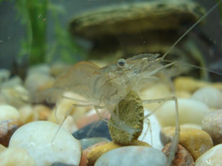 Ghost Shrimp Eating