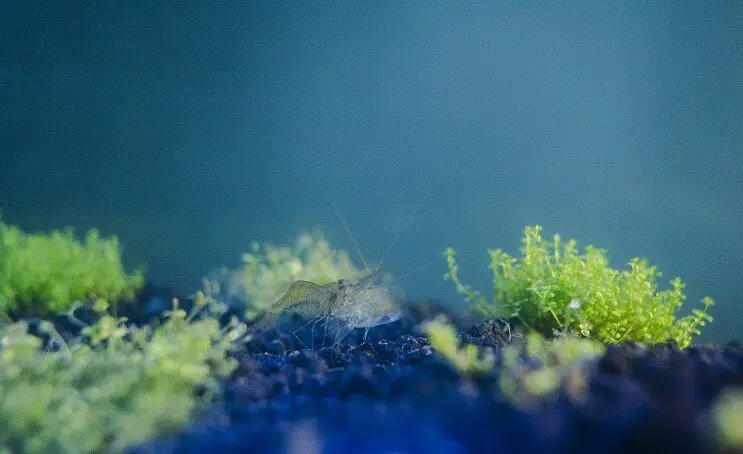 Ghost Shrimp in Aquarium