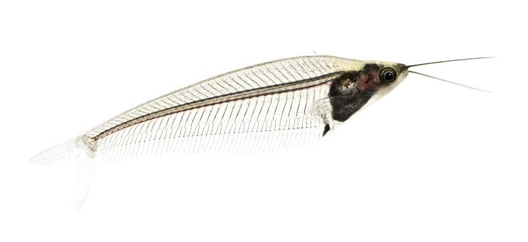 Glass Catfish Appearance