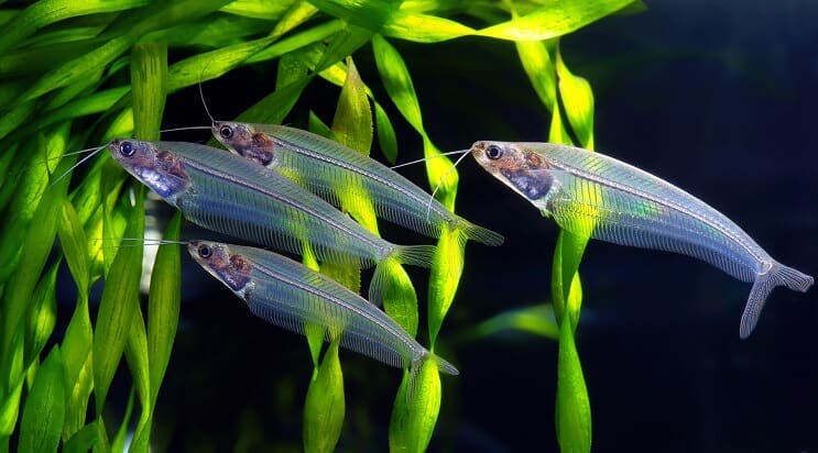 Glass Catfish Group