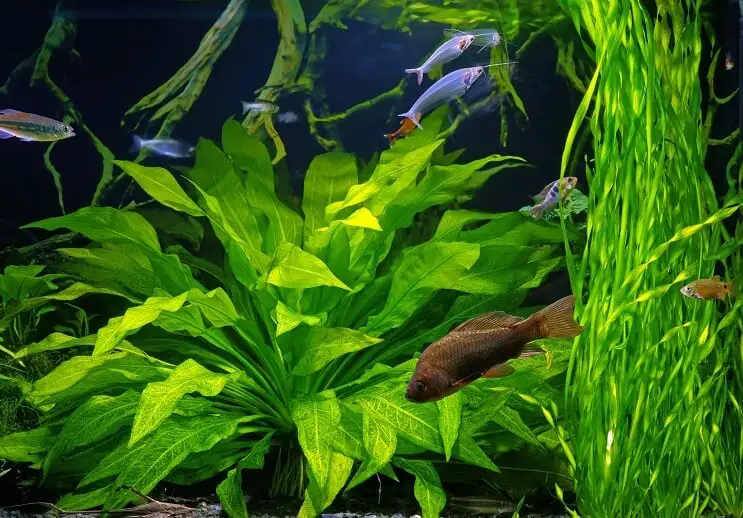 Glass Catfish Tankmates