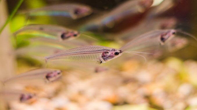 Glass Catfish The Complete Care Guide Banner