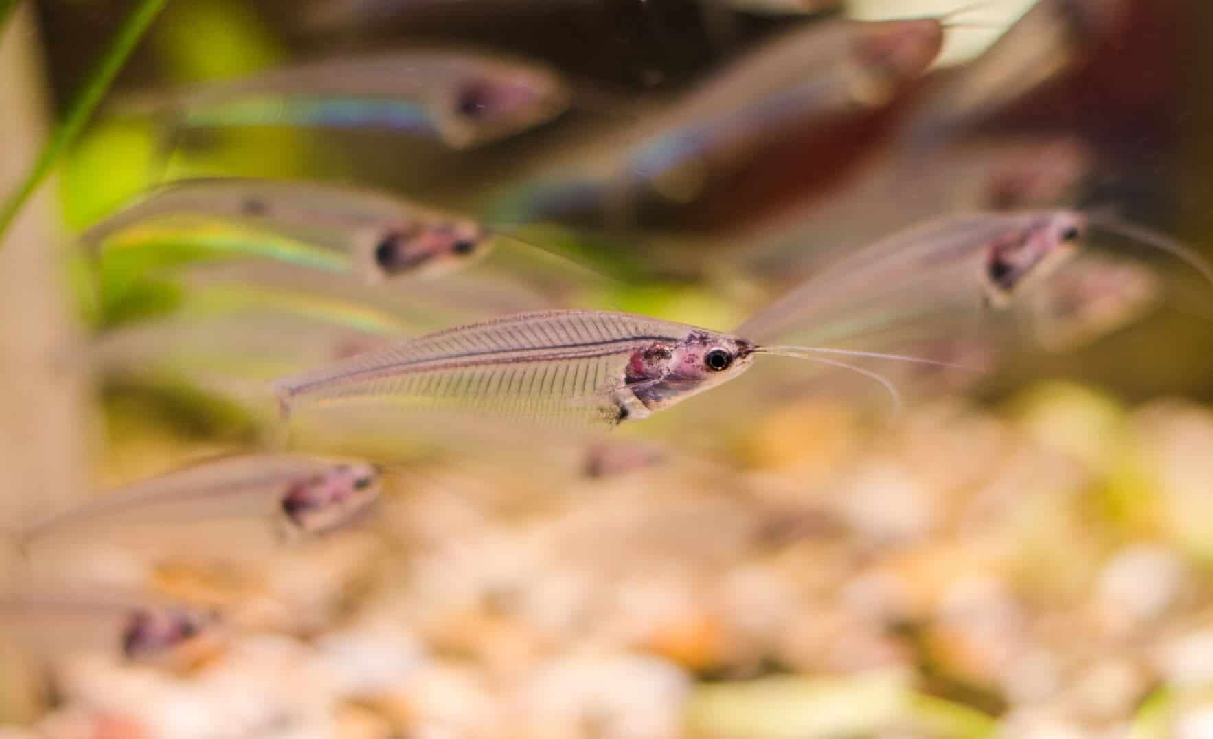 Glass Catfish Care 101: Care Sheet, Tank Mates, Diet, Breeding & More